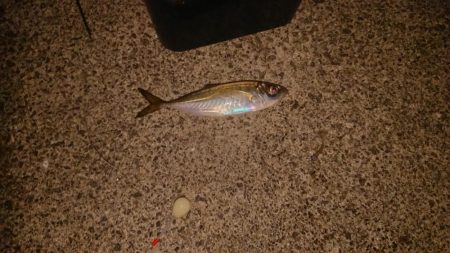 梅雨メバル、良型！！